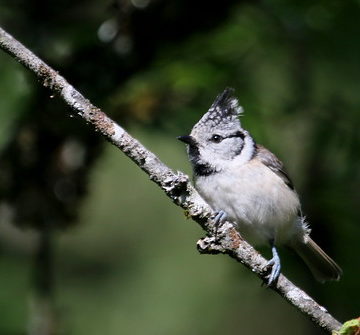 mésange huppée ( Lophophanes cristatus ) La planée 180716b2