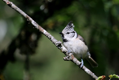 mésange huppée ( Lophophanes cristatus ) La planée 180716b2