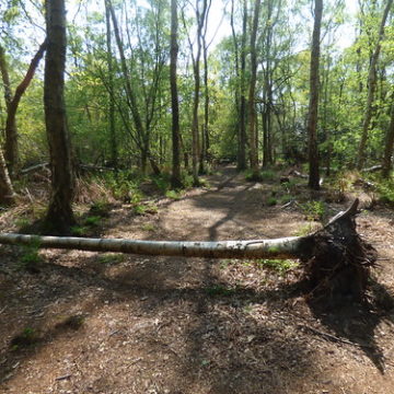 Kennel Wood, Cheshire