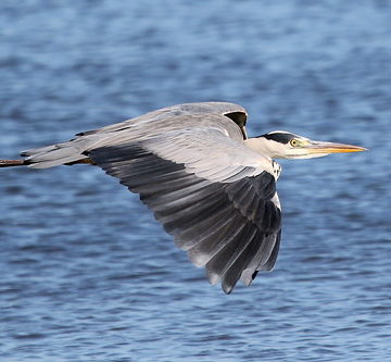 Grey Heron-7D2_9321-001