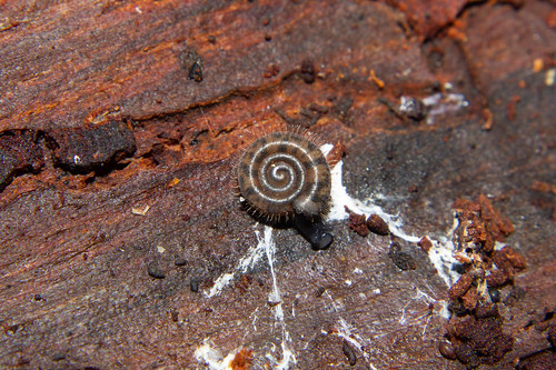 Helicodonta obvoluta, la veloutée plane