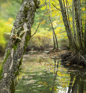 Tree Slough TSE