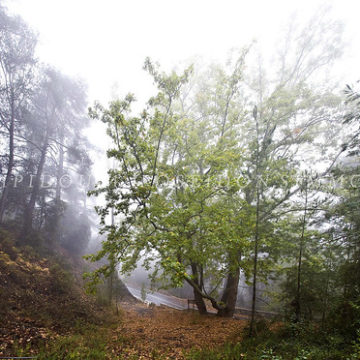 28-9-2014 plate tree of theMonk-Prodromos