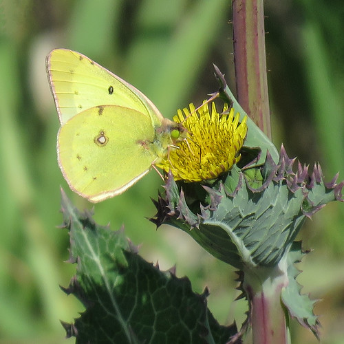 Clouded Sulphur on Lettuce sp.?