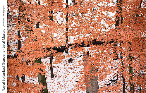 Royal Botanical Gardens Leaf Mosaic