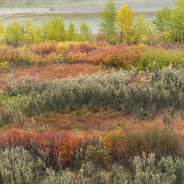 Fall colours near the Highwood River