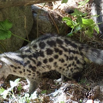 (Genetta genetta) Geneta comuna, gat mesquer o gat moro al Centre Fauna, Món Natura Pirineus, Les Planes de Son, Pallars Sobirà, Catalunya.