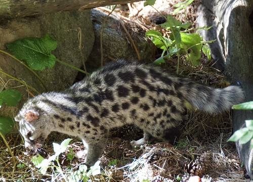 (Genetta genetta) Geneta comuna, gat mesquer o gat moro al Centre Fauna, Món Natura Pirineus, Les Planes de Son, Pallars Sobirà, Catalunya.