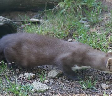 (Martes foina) Fagina, fegina, fitgina, fetgina, gat fagí, faïna o mart d’Eivissa al Centre Fauna, Món Natura Pirineus, Les Planes de Son, Pallars Sobirà, Catalunya.