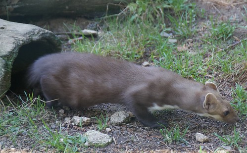 (Martes foina) Fagina, fegina, fitgina, fetgina, gat fagí, faïna o mart d’Eivissa al Centre Fauna, Món Natura Pirineus, Les Planes de Son, Pallars Sobirà, Catalunya.