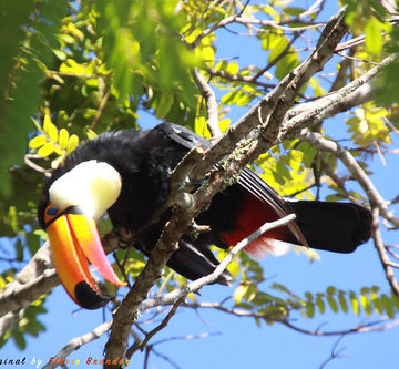 Série com o Tucano-toco ou Tucanuçu (Ramphastos toco) - Series with the Toco Toucan - 16-12-2018 - UNADJUSTEDNONRAW_thumb_b11 cópia