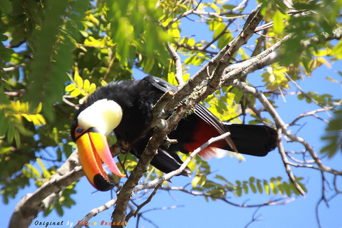 Série com o Tucano-toco ou Tucanuçu (Ramphastos toco) - Series with the Toco Toucan - 16-12-2018 - UNADJUSTEDNONRAW_thumb_b11 cópia