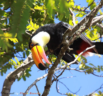 Série com o Tucano-toco ou Tucanuçu (Ramphastos toco) - Series with the Toco Toucan - 16-12-2018 - UNADJUSTEDNONRAW_thumb_b10