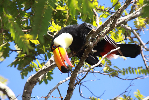 Série com o Tucano-toco ou Tucanuçu (Ramphastos toco) - Series with the Toco Toucan - 16-12-2018 - UNADJUSTEDNONRAW_thumb_b10