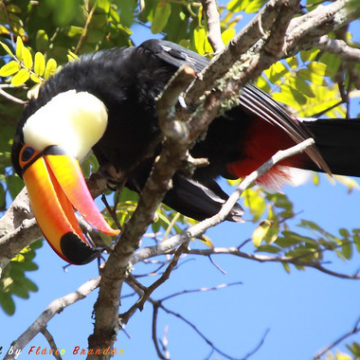 Série com o Tucano-toco ou Tucanuçu (Ramphastos toco) - Series with the Toco Toucan - 16-12-2018 - UNADJUSTEDNONRAW_thumb_b13