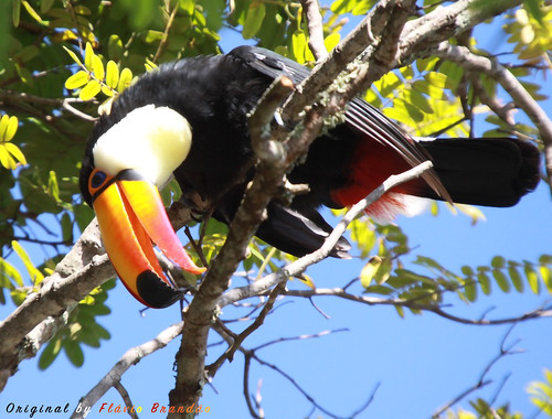 Série com o Tucano-toco ou Tucanuçu (Ramphastos toco) - Series with the Toco Toucan - 16-12-2018 - UNADJUSTEDNONRAW_thumb_b13