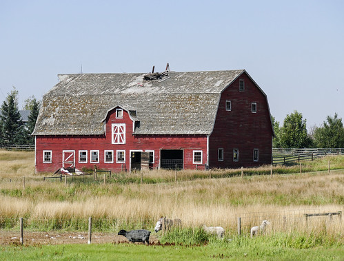 Farm with sheep and a donkey