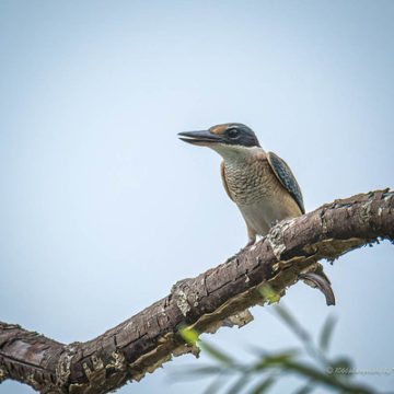 Sacred Kingfisher....