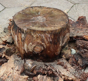 Large Monkey Puzzle bowl