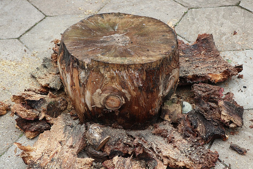 Large Monkey Puzzle bowl