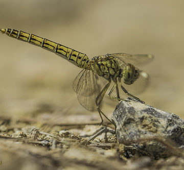 Brachythemis impartita. Female