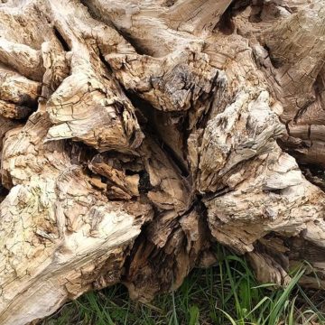 223 of Year 5 - Old beach tree