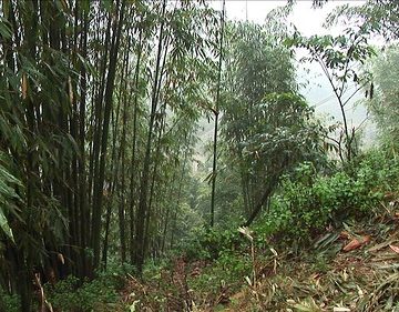 Vietnam - Sapa - Mountain Trek - Bamboo - 12