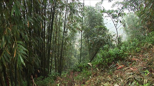 Vietnam - Sapa - Mountain Trek - Bamboo - 12