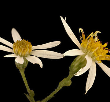 Eurybia divaricata 2, White wood aster, Howard County, Md, Helen Lowe Metzman_2019-03-22-16.33.11 ZS PMax UDR