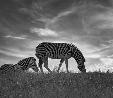 Zebras of Oregon