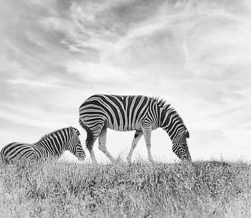 Zebras of Oregon - 2