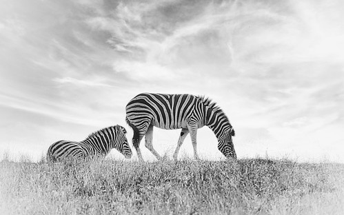 Zebras of Oregon - 2