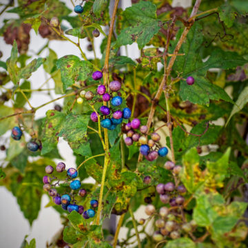 Rainbow berries