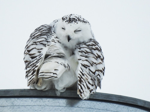 Snowy Owl preening her back feathers