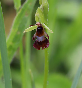 Ophrys insectifera