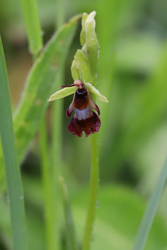 Ophrys insectifera