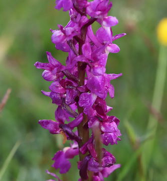 Orchis mascula