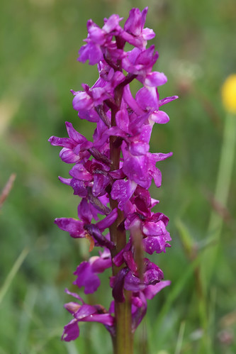 Orchis mascula