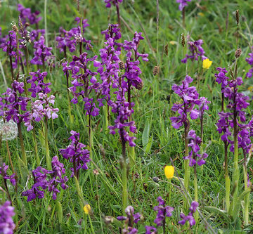 Anacamptis morio