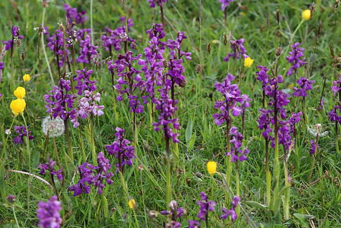 Anacamptis morio