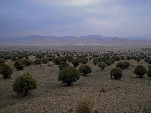 Kapip Wild Olive Forest in Zhob, Balochistan, Pakistan - February 2011