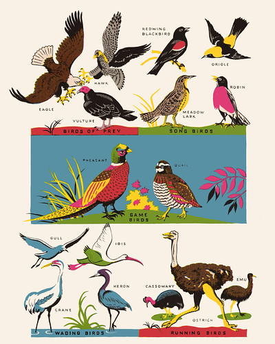 Vintage Birds Illustration - 1949 Art Print