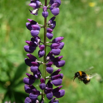 Lupin and bee, Junin de los Andes, Argentina