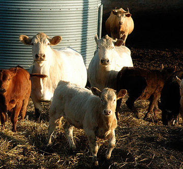 Curious Cows