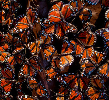 Tree of life with butterflies // Mariposa Árbol de la vida sculpture (Tree of life)