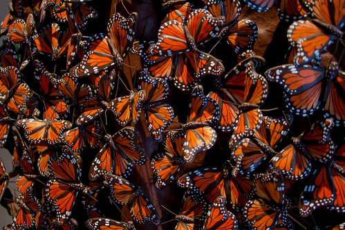 Tree of life with butterflies // Mariposa Árbol de la vida sculpture (Tree of life)