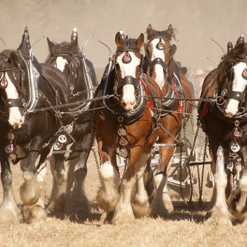 Horse Ploughing .