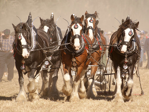 Horse Ploughing .