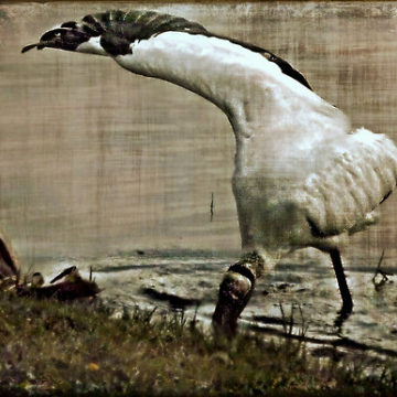 Wood Stork Feeding