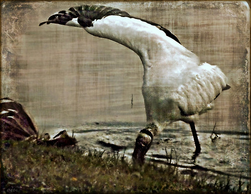 Wood Stork Feeding